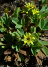 Einzelbild 9 Alpen-Gelbling - Sibbaldia procumbens