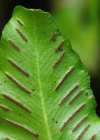 Einzelbild 8 Hirschzunge - Phyllitis scolopendrium