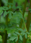 Einzelbild 8 Gelbe Wiesenraute - Thalictrum flavum