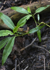 Einzelbild 7 Sumpf-Knöterich - Polygonum amphibium