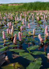 Einzelbild 8 Sumpf-Knöterich - Polygonum amphibium