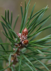 Einzelbild 7 Wald-Föhre - Pinus sylvestris