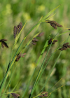 Einzelbild 7 Trauer-Segge - Carex atrata