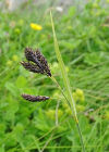 Einzelbild 8 Trauer-Segge - Carex atrata