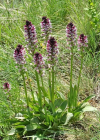 Einzelbild 8 Schwärzliches Knabenkraut - Orchis ustulata