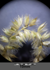 Einzelbild 6 Wimper-Perlgras - Melica ciliata