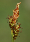 Einzelbild 8 Glanz-Segge - Carex liparocarpos