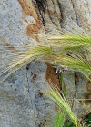 Einzelbild 8 Mäuse-Gerste - Hordeum murinum
