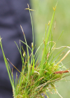 Einzelbild 8 Wenigblütige Segge - Carex pauciflora