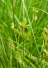 Einzelbild 8 Zittergras-Segge - Carex brizoides