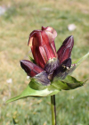 Einzelbild 7 Purpur-Enzian - Gentiana purpurea