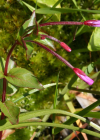 Einzelbild 8 Mierenblättriges Weidenröschen - Epilobium alsinifolium