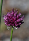 Einzelbild 8 Kugelköpfiger Lauch - Allium sphaerocephalon
