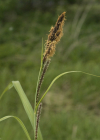 Einzelbild 4 Ufer-Segge - Carex riparia