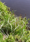 Einzelbild 5 Ufer-Segge - Carex riparia