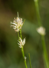 Einzelbild 2 Weisse Schnabelbinse - Rhynchospora alba