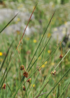 Einzelbild 2 Knäuel-Binse - Juncus conglomeratus