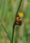 Einzelbild 3 Knäuel-Binse - Juncus conglomeratus