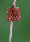 Einzelbild 4 Knäuel-Binse - Juncus conglomeratus