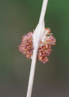 Einzelbild 5 Knäuel-Binse - Juncus conglomeratus