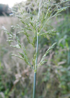 Einzelbild 3 Riesen-Straussgras - Agrostis gigantea
