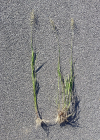 Einzelbild 7 Riesen-Straussgras - Agrostis gigantea