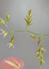 Einzelbild 6 Zartes Straussgras - Agrostis schraderiana