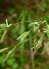 Einzelbild 7 Wald-Schwingel - Festuca altissima