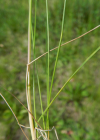 Einzelbild 2 Schmalblättriges Wiesen-Rispengras - Poa angustifolia