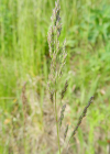 Einzelbild 3 Schmalblättriges Wiesen-Rispengras - Poa angustifolia