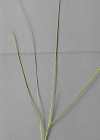 Einzelbild 6 Schmalblättriges Wiesen-Rispengras - Poa angustifolia