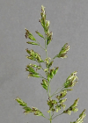 Einzelbild 7 Schmalblättriges Wiesen-Rispengras - Poa angustifolia