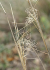 Einzelbild 4 Pfriemgras - Stipa capillata