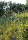 Einzelbild 6 Pfriemgras - Stipa capillata