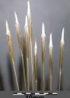 Einzelbild 7 Pfriemgras - Stipa capillata
