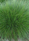 Einzelbild 2 Schwarzwerdender Schwingel - Festuca nigrescens