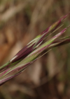 Einzelbild 5 Schwarzwerdender Schwingel - Festuca nigrescens