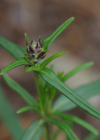 Einzelbild 2 Österreicher Drachenkopf - Dracocephalum austriacum