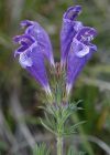 Einzelbild 3 Österreicher Drachenkopf - Dracocephalum austriacum