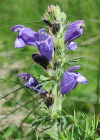 Einzelbild 4 Österreicher Drachenkopf - Dracocephalum austriacum