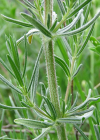 Einzelbild 5 Österreicher Drachenkopf - Dracocephalum austriacum