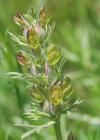 Einzelbild 6 Österreicher Drachenkopf - Dracocephalum austriacum