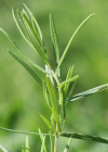 Einzelbild 7 Österreicher Drachenkopf - Dracocephalum austriacum