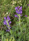 Einzelbild 8 Österreicher Drachenkopf - Dracocephalum austriacum