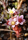 Einzelbild 2 Moor-Mauerpfeffer - Sedum villosum