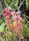 Einzelbild 7 Moor-Mauerpfeffer - Sedum villosum
