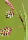 Einzelbild 3 Schlamm-Segge - Carex limosa