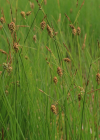 Einzelbild 7 Schlamm-Segge - Carex limosa