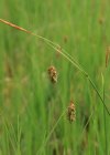 Einzelbild 8 Schlamm-Segge - Carex limosa