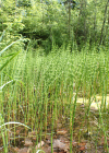Einzelbild 2 Schlamm-Schachtelhalm - Equisetum fluviatile